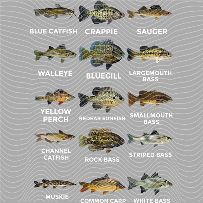 Fishing Series-DY 21